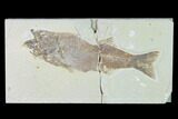 Bargain, Fossil Fish (Mioplosus) - Wyoming #138705-1